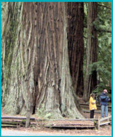 Big Basin State Park, Boulder Creek, California, Natural History Museum